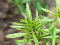 Fresh thyme growing in the garden, selective focus image