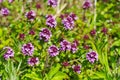 Fresh thyme growing on the meadow Royalty Free Stock Photo