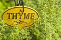 Fresh Thyme Herb