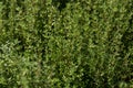 Fresh thyme herb growing in our organic garden, lemon thyme plants in sun light