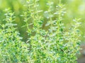 Fresh thyme herb grow, lemon thyme plants in sun light, herbal b