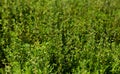 Fresh thyme herb growing in our organic garden, lemon thyme plants in sun light