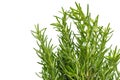 Fresh thyme herb. Fresh organic flavoring thyme plants growing.