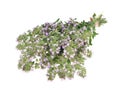 Fresh thyme herbs on an isolated white Royalty Free Stock Photo