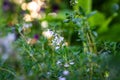 Fresh thyme herbs Royalty Free Stock Photo
