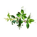 Fresh thyme isolated on white background. Thymus vulgaris. Active ingredient in thyme oil. Evergreen herb with culinary, medicinal