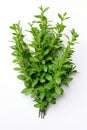 Fresh thyme leaves plant AI generated