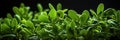 Fresh thyme leaves plant AI generated