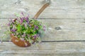 Fresh thyme in a old copper pot Royalty Free Stock Photo