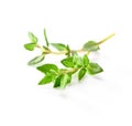 Fresh thyme sprig close-up isolated on white  background Royalty Free Stock Photo