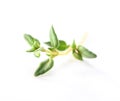 Fresh thyme sprig close-up with shallow focus isolated on white  background Royalty Free Stock Photo