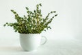 Fresh Thyme Thymian in a white cup on white background. Good for medical purposes and food