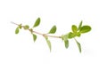 Fresh thyme on white background Royalty Free Stock Photo