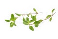 Fresh thyme on white background Royalty Free Stock Photo