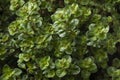 Fresh Thymus pulegioides Tabor plant close up full frame