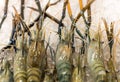 Fresh Tiger prawns on ice selling in seafood market Royalty Free Stock Photo