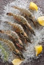 Fresh tiger prawns with lemon, rosemary and crushed ice on a dark background. Vertical top view Royalty Free Stock Photo