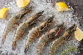Fresh tiger prawns with lemon slices, herbs on crushed ice on a dark background. Horizontal top view Royalty Free Stock Photo