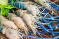 Fresh tiger prawns in a plate with ice on a wooden textured background shrimps or prawn raw on wooden board with vegetable River s Royalty Free Stock Photo