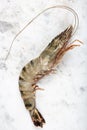 Fresh tiger shrimps. fresh raw shrimps or prawns in on white marble Royalty Free Stock Photo