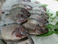 Fresh Tilapia Fish on Display at Market