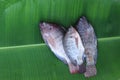 Fresh tilapia fish