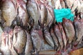 Fresh Tilapia Fish in the Market