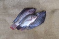 Fresh tilapia fish