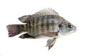 Fresh Tilapia isolated.