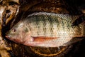Fresh tilapia or nile tilapia fish Royalty Free Stock Photo