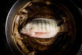 Fresh tilapia or nile tilapia fish Royalty Free Stock Photo