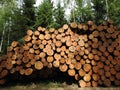 Fresh timber in forest, Lithuania Royalty Free Stock Photo