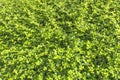 Fresh Tiny Green Leaves Background Royalty Free Stock Photo
