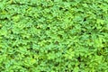Fresh Tiny Green Leaves Background Royalty Free Stock Photo