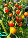 Fresh tiny tomatoes Royalty Free Stock Photo