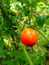 Fresh tipe tomatoes in the garden Royalty Free Stock Photo