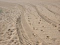 Fresh Tire Tracks and Footprints on Yellow Sand Beach Royalty Free Stock Photo