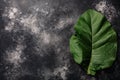 Fresh tobacco leaf Nicotiana tabacum foliage atop black concrete backdrop, copy space, top view