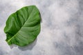 Fresh tobacco leaf Nicotiana tabacum foliage atop grey concrete backdrop, copy space, top view