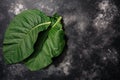 Fresh tobacco leaves Nicotiana tabacum foliage atop black concrete backdrop, copy space, top view