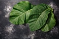 Fresh tobacco leaves Nicotiana tabacum foliage atop black concrete backdrop, copy space, top view