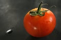 fresh tomato