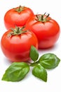 Fresh tomato and basil garnish on single serving of spaghetti on white background Royalty Free Stock Photo