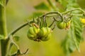 A fresh tomato fruit in the garden Royalty Free Stock Photo