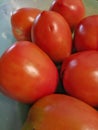 Fresh tomato harvest is ready to eat. Royalty Free Stock Photo