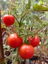 Fresh Tomato, home field, tomat Royalty Free Stock Photo
