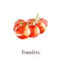 Fresh tomato illustration. Hand drawn watercolor on white background.