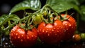 Fresh tomato, nature healthy drop of organic refreshment generated by AI Royalty Free Stock Photo