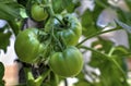 Fresh tomato plant Royalty Free Stock Photo