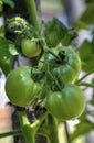 Fresh tomato plant Royalty Free Stock Photo
